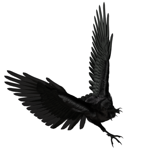 Şeffaf arkaplanda 3 boyutlu siyah kuzgun izole edildi
