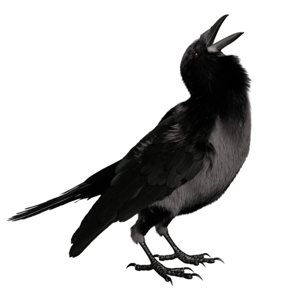 Şeffaf arkaplanda 3 boyutlu siyah kuzgun izole edildi