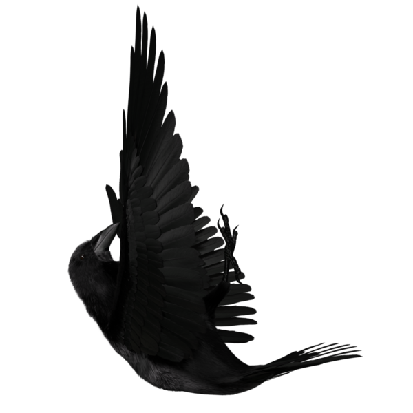 Şeffaf arkaplanda 3 boyutlu siyah kuzgun izole edildi