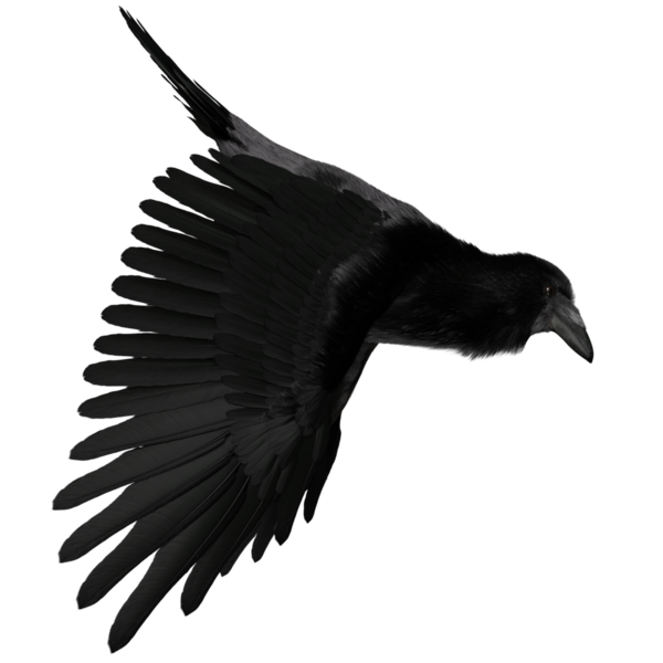 Şeffaf arkaplanda 3 boyutlu siyah kuzgun izole edildi