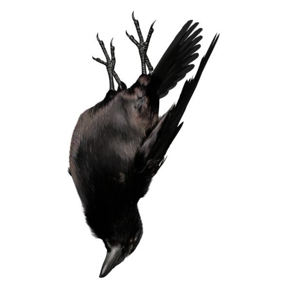 Şeffaf arkaplanda 3 boyutlu siyah kuzgun izole edildi