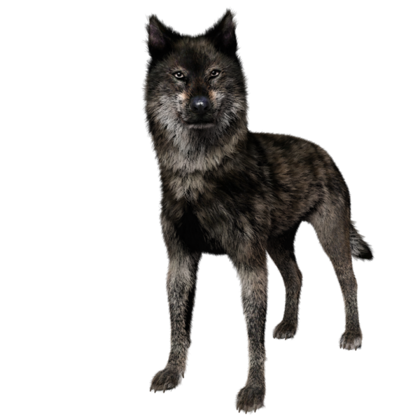 Saydam arkaplanda 3D izole edilmiş koyu kurt.