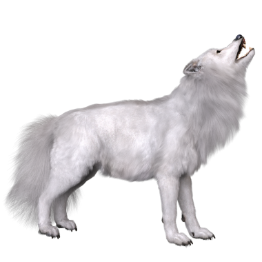 Saydam arkaplanda 3 boyutlu izole edilmiş beyaz fantezi kurt.