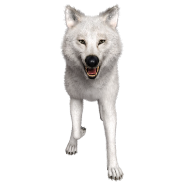 Saydam arkaplanda 3 boyutlu izole edilmiş beyaz fantezi kurt.