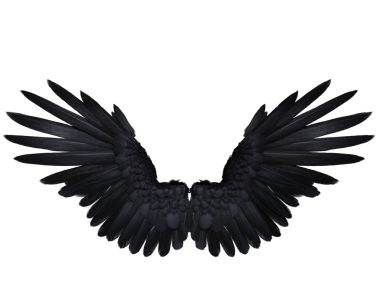  Saydam arkaplanda izole edilmiş, kuzgun tüylerine benzeyen 3 boyutlu kara kanatlar.