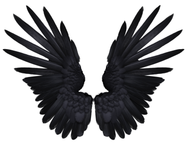 Saydam arkaplanda izole edilmiş, kuzgun tüylerine benzeyen 3 boyutlu kara kanatlar.