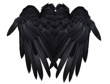  Saydam arkaplanda izole edilmiş, kuzgun tüylerine benzeyen 3 boyutlu kara kanatlar.