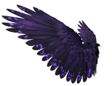 Siyah ve menekşe tüylü koyu renkli yanardöner kanatların şeffaf arkaplanda izole edilmiş üç boyutlu çizimi