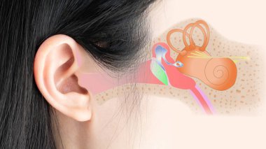 Dış, orta ve iç kulakta insan kulak anatomisi. Otoloji ve Nörotoloji kavramı.