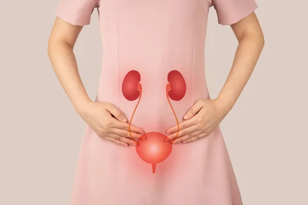Nieren Van Het Menselijk Urinestelsel Met Blaasanatomie Vrouw Hebben Blaasproblemen Rechtenvrije Stockafbeeldingen