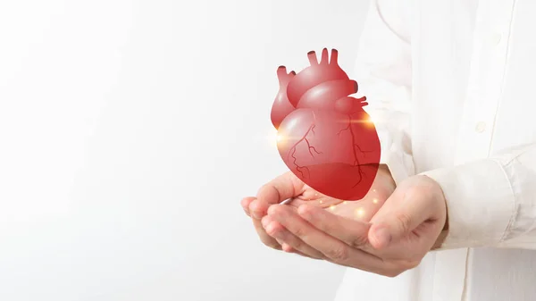 世界心脏日 医生的手握住健康的心脏器官解剖 心脏病的胆怯 心脏移植或器官捐赠的概念 心脏检查和治疗 — 图库照片