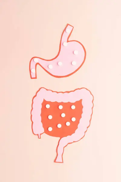 Stomach and intestine with white pills. Creative idea of probiotics or medicine pills absorbed in gastrointestinal tract. Concept of digestive supplements, intestinal microflora and drug metabolism.
