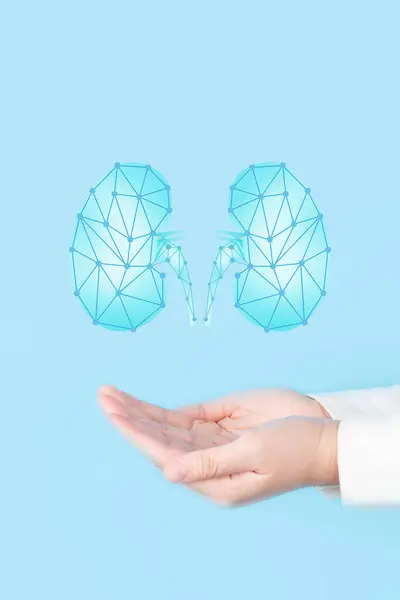 World kidney day. Nephrologist doctor check up kidney organ hologram over blue background. Medical technology for diagnose kidney disease. Renal transplant, organ donation concept. Nephrology.
