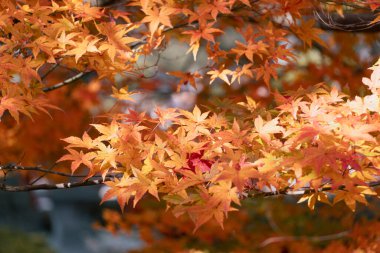 Japon akçaağaç yapraklarının turuncu rengi güneş ışığında kırmızıya dönmeye başlar. Sonbahar sezonu arkaplanı.