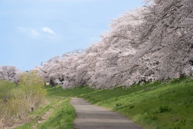 Sakura ve kiraz ağaçları yolu Hitome Senbon Sakura 'da Shiroishi nehri kenarında Funaoka Şatosu Harabeleri, Sendai, Miyagi, Japonya