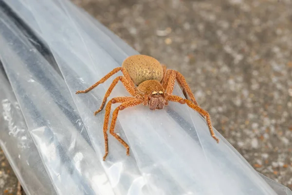 A large orange female Australian badge huntsman spider (Neosparassus Diana) clinging onto the outside of an umbrella