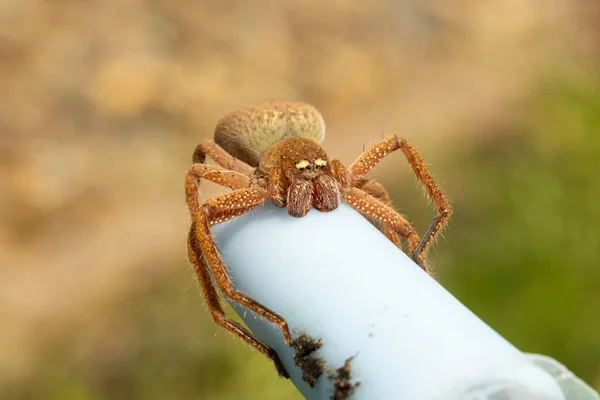Büyük turuncu bir dişi Avustralya rozet avcısı örümcek (Neosparassus Diana)