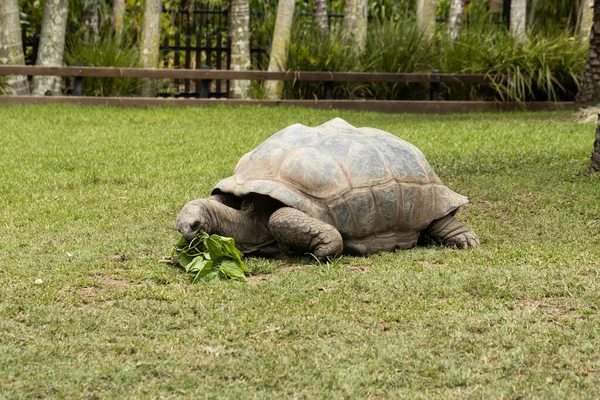 Savunmasız bir dev aldabra kaplumbağası (Aldabrachelys gigantea) amber çiçeği yer.