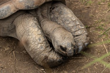 A vulnerable threatened giant aldabra tortoise (Aldabrachelys gigantea) resting
