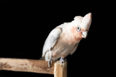 Siyah bir arka planda Avustralyalı bir Galah Corella melez papağanının sığ bir saha fotoğrafı.