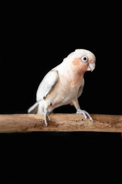 Siyah bir arka planda Avustralyalı bir Galah Corella melez papağanının sığ bir saha fotoğrafı.
