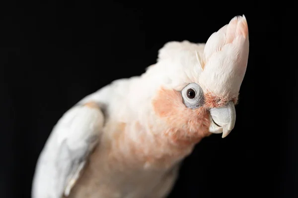 Płytka Głębia Pola Fotografia Australijskiej Galah Corella Hybrydowej Papugi Czarnym — Zdjęcie stockowe