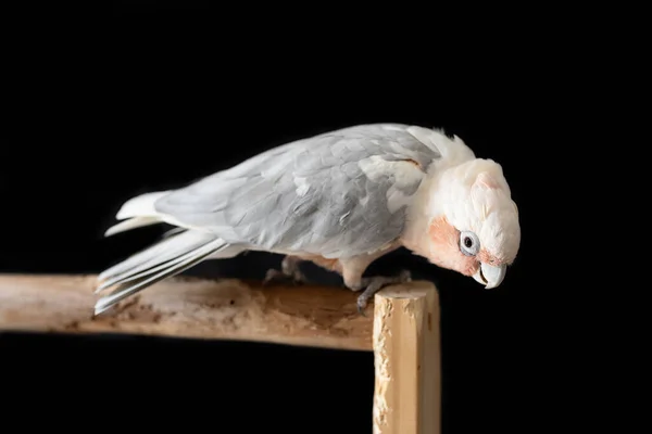 Mělká Hloubka Terénní Fotografie Australského Hybridního Papouška Galah Corella Černém — Stock fotografie