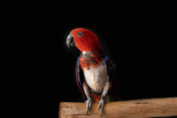 Żeńska Papuga Czerwono Niebieska Eclectus Roratus Siedząca Gałęzi Ptaka Brakuje — Zdjęcie stockowe