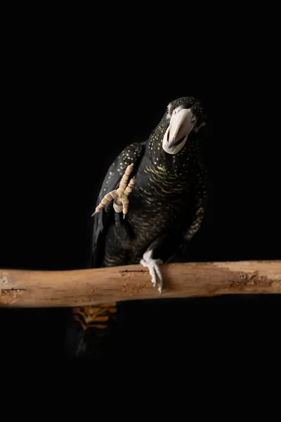 Egy Nőstény Ausztrál Vörös Farkú Fekete Kakadu Calyptorhynchus Banksii Fekete — Stock Fotó