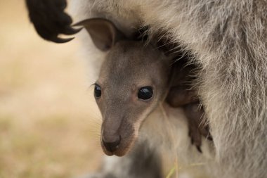 Avustralyalı bir keseli bebek kırmızı boyunlu valabi Joey (Macropus rufogriseus) kafasını annesinin kesesine sokuyor..