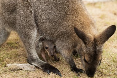 Avustralyalı bir keseli bebek kırmızı boyunlu valabi Joey (Macropus rufogriseus) kafasını annesinin kesesine sokuyordu. Seçici odaklanma bebek Joey 'nin üzerine düşüyor.