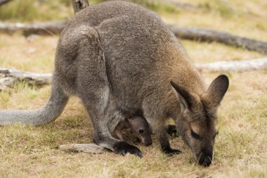 Ot yiyen Avustralya keseli kırmızı boyunlu valbi (Macropus rufogriseus), kafasını keseden çıkaran bir bebek joey 'dir. Annenin kafasına odaklan..