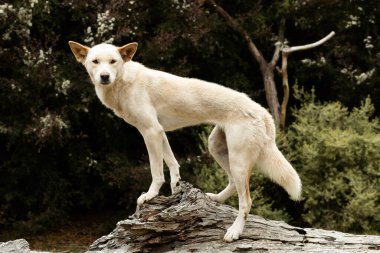 Avustralyalı savunmasız bir hayvan, sarışın beyaz kürklü vahşi dingo (Canis lupus dingo)
