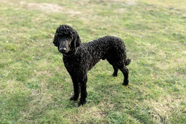 Stock image A one year old solid black standard poodle standing on grass