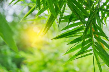 Bambu ağacı parkı, doğa.