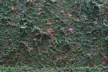 Duvardaki asma, tuğla arka plan dokusu, kırmızı eski moda grunge.