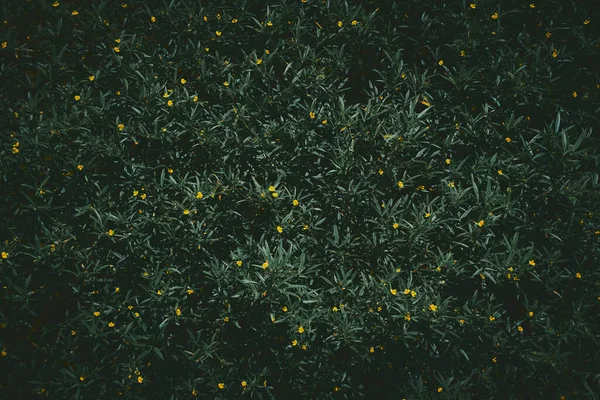 Háttér Természet Sötétzöld Kis Sárga Virág — Stock Fotó