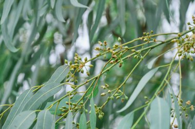 Okaliptüs sakızlı fındık. okaliptüs ağacı arka planı