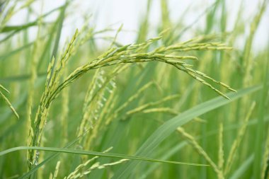 Doğada yeşil pirinç yetişiyor.