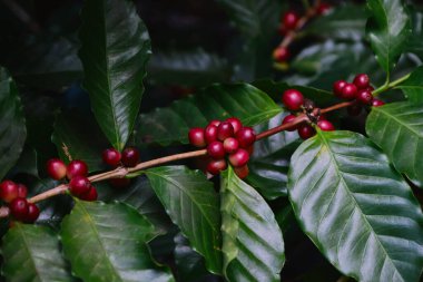 Kahve ağacının dallarında taze kahve çekirdekleri.