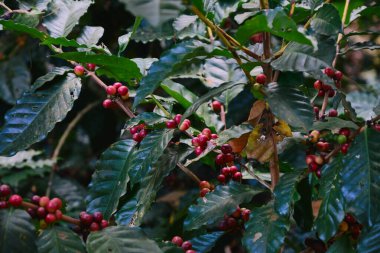 Kahve ağacının dallarında taze kahve çekirdekleri.
