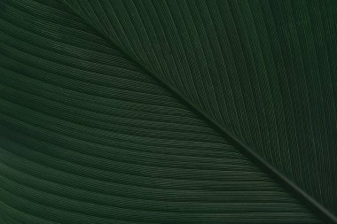 Tasarım arka planı için yeşil yaprak dokusu