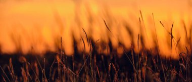 Huzurlu doğa akşam manzarası, sonbahar arka planı. Yaz günbatımı kırsal akşam baharı