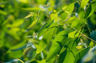 Okaliptüs yaprakları. okaliptüs ağacı arka planı