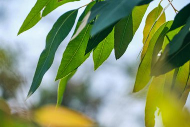 Okaliptüs yaprakları. okaliptüs ağacı arka planı