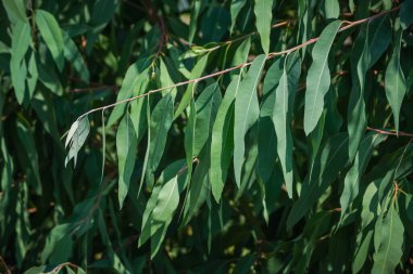 Okaliptüs yaprakları. okaliptüs ağacı arka planı