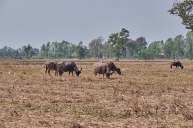 Bizonlar doğada, manzara dışarıda.