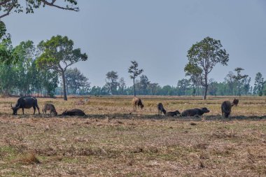 Bizonlar doğada, manzara dışarıda.
