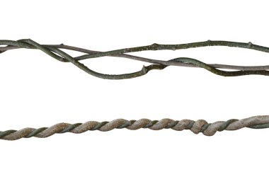 Twisted liana sets, Vine isolated on white background. Clipping path