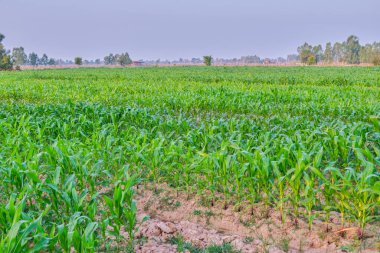 Corn field landscape outdoor in the morning